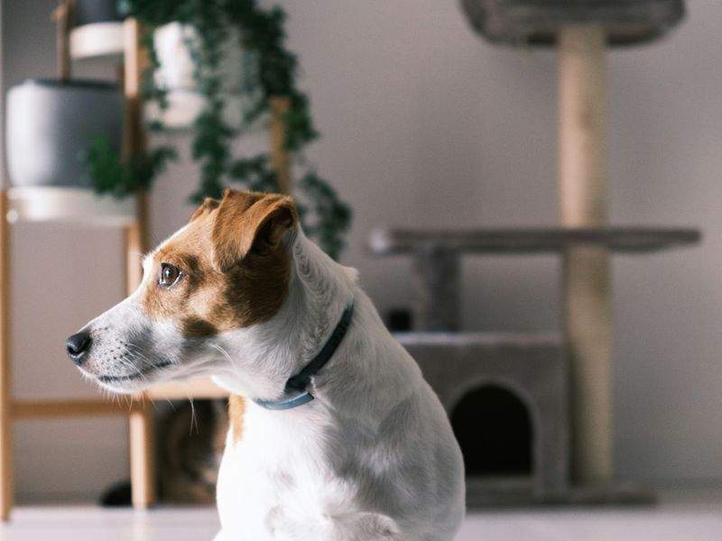 犬の散歩代行